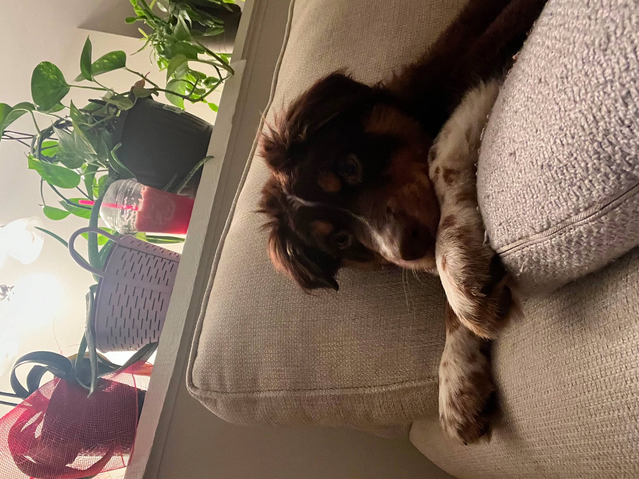 Ozzy joined the competition — help win amazing prizes! carnivore, cat, comfort, companion_dog, couch, dog_breed, domestic_short_haired_cat, fawn, felidae, flowerpot, fur, houseplant, human_leg, linens, plant, room, small_to_medium_sized_cats, sporting_group, tail, whiskers