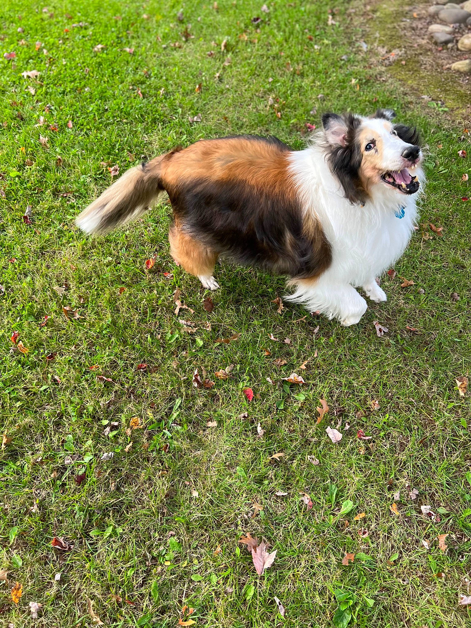 Chase joined the competition — help win amazing prizes! carnivore, collie, companion_dog, dog, dog_breed, grass, grassland, groundcover, herding_dog, lawn, liver, plant, rough_collie, shetland_sheepdog, sporting_group, tail, terrestrial_animal, toy_dog, working_animal, working_dog
