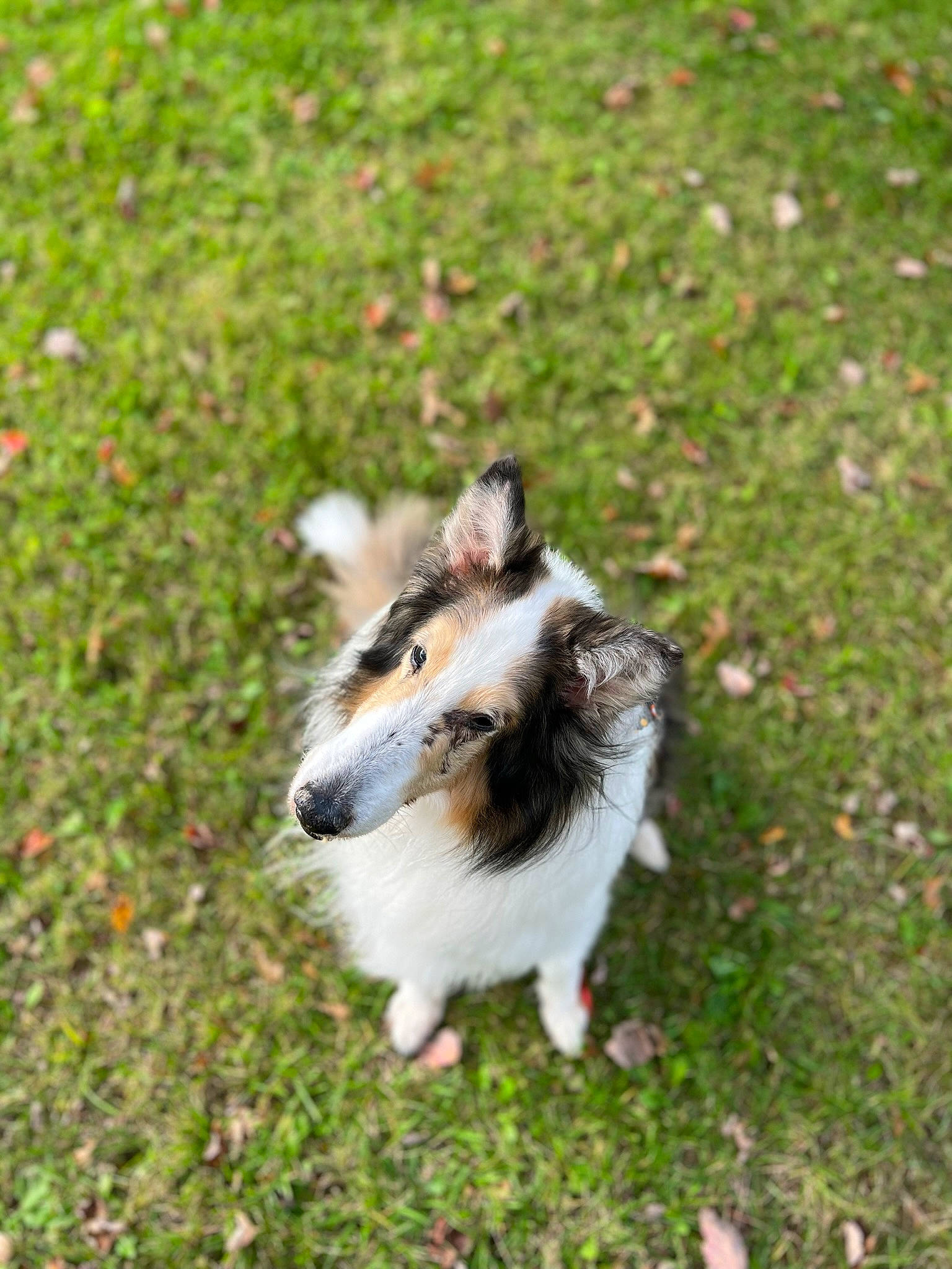 Chase is registered to the contest to win money with this photo: canidae, companion_dog, dog, dog_breed, grass, groundcover, herbaceous_plant, lawn, plant, sporting_group, tail, terrestrial_animal, tree, whiskers