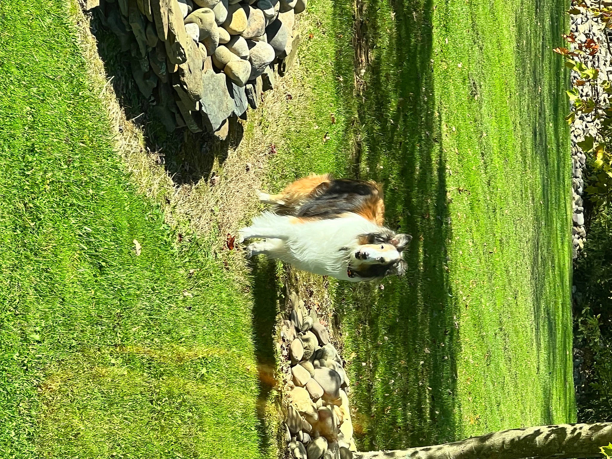 Chase is registered to the contest to win money with this photo: biome, botany, carnivore, fawn, grass, grass_family, groundcover, landscape, lawn, natural_environment, natural_landscape, people_in_nature, plant, shrub, sunlight, terrestrial_plant, tree, trunk, wood, woody_plant