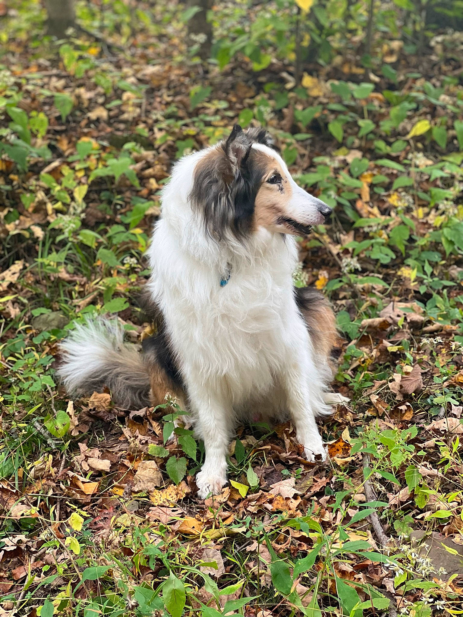 Chase joined the competition — help win amazing prizes! canidae, carnivore, collie, companion_dog, dog, dog_breed, fur, grass, groundcover, herding_dog, plant, shetland_sheepdog, sporting_group, terrestrial_animal, working_dog
