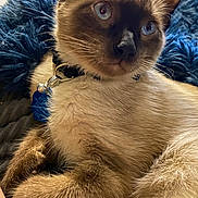Ramsey is registered to the contest to win money with this photo: cat, siamese, blue_eyes, collar, tag, fur, whiskers, pet, animal, close_up, fuzzy_blanket, indoor, resting, cute, fluffy, domestic_cat, blue, comfortable, relaxed, portrait
