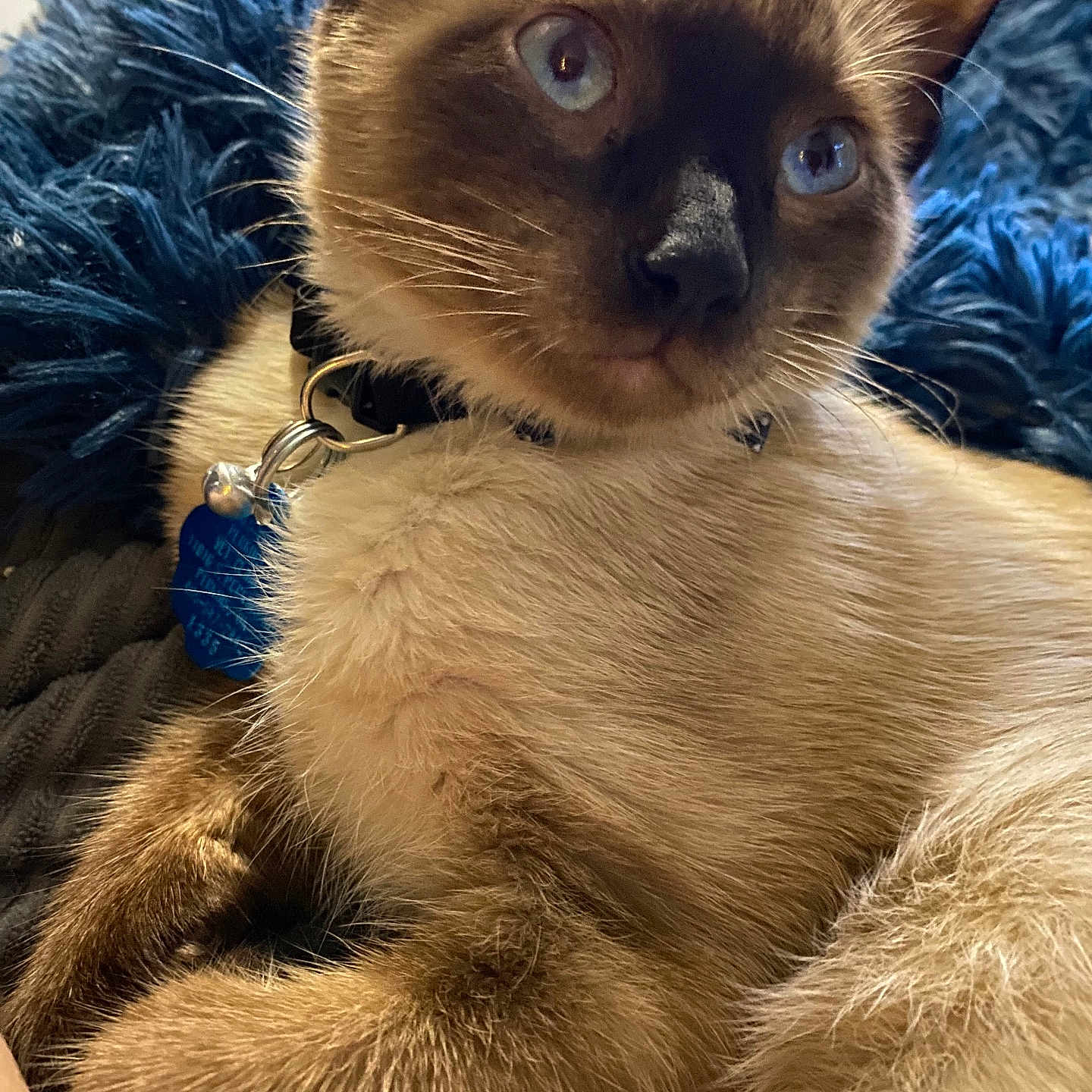 Ramsey is registered to the contest to win money with this photo: animal, blue, blue_eyes, cat, close_up, collar, comfortable, cute, domestic_cat, fluffy, fur, fuzzy_blanket, indoor, pet, portrait, relaxed, resting, siamese, tag, whiskers