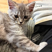 Toby is registered to the contest to win money with this photo: animal, casual, cat, close_up, curious_eyes, cute, domestic_cat, furry, gray_fur, indoor, kitten, paw, person_clothing, pet, relaxed, resting, soft_lighting, stretching, texture, young_cat