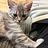 animal, casual, cat, close_up, curious_eyes, cute, domestic_cat, furry, gray_fur, indoor, kitten, paw, person_clothing, pet, relaxed, resting, soft_lighting, stretching, texture, young_cat