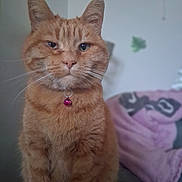 Mimi a rejoint le concours — aidez-le/la à gagner de superbes lots ! cat, orange_cat, tabby, ginger_cat, pet, collar, bell, whiskers, sitting, portrait, close_up, indoor, couch, pillow, fur, green_eyes, one_eye_squinting, cute, relaxed, pet_accessory