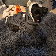 Chocolat a rejoint le concours — aidez-le/la à gagner de superbes lots ! dog, pet, small_dog, black_dog, coat, hooded_jacket, dog_bed, fluffy_bed, blanket, stuffed_toy, indoor, floor_tiles, tongue_out, fur, portrait, cute, cozy, relaxed, home, accessory