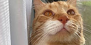 Kitkat is registered to the contest to win money with this photo: animal, cat, close_up, curious, curtain, domestic_cat, ears, face, feline, fluffy, ginger_cat, indoor, looking_up, nose, pet, portrait, soft_light, whiskers, white_fur, window