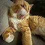 Kitkat joined the competition — help win amazing prizes! animal, blur, cat, close_up, couch, domestic_animal, feline, fur, indoor, mammal, mouth_open, orange_cat, paw, pet, relaxing, sleepy, stretching, whiskers, white_fur, yawn