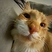 Kitkat joined the competition — help win amazing prizes! cat, orange_cat, white_fur, close_up, pet, whiskers, face, feline, cute, cozy, soft, indoor, snuggling, blanket, fur, animal, mammal, domestic_animal, relaxed