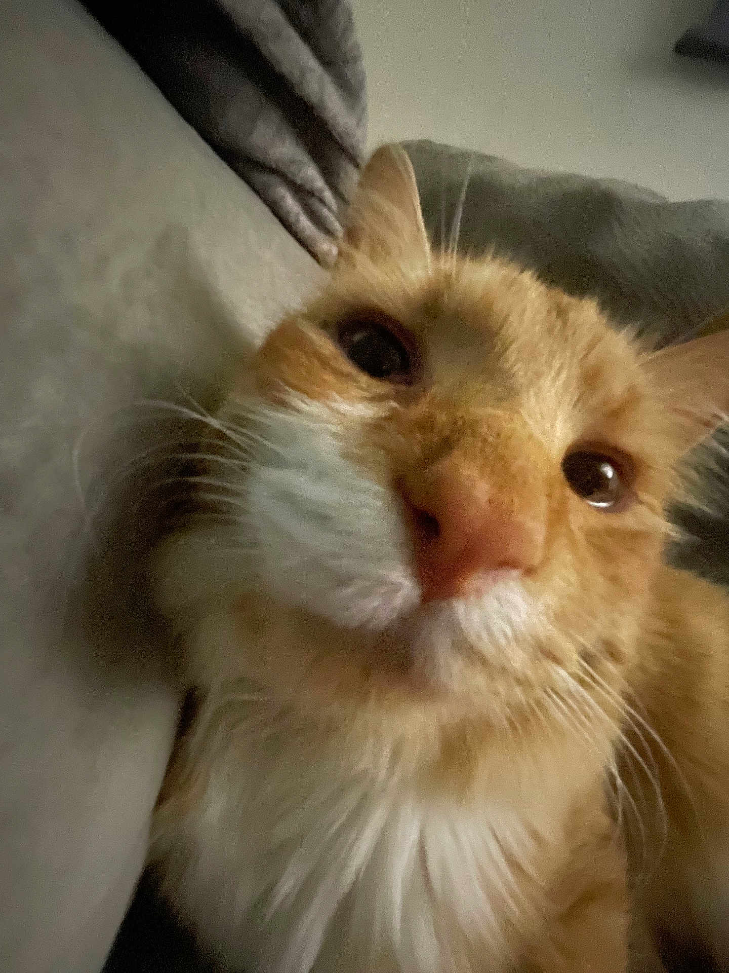 Kitkat joined the competition — help win amazing prizes! cat, orange_cat, white_fur, close_up, pet, whiskers, face, feline, cute, cozy, soft, indoor, snuggling, blanket, fur, animal, mammal, domestic_animal, relaxed