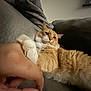 Kitkat is registered to the contest to win money with this photo: animal, blanket, cat, claw, closeup, couch, cozy, domestic_animal, feline, fluffy_fur, fur, hand, indoor, orange_cat, paw, pet, relaxed, resting, touch, white_paws