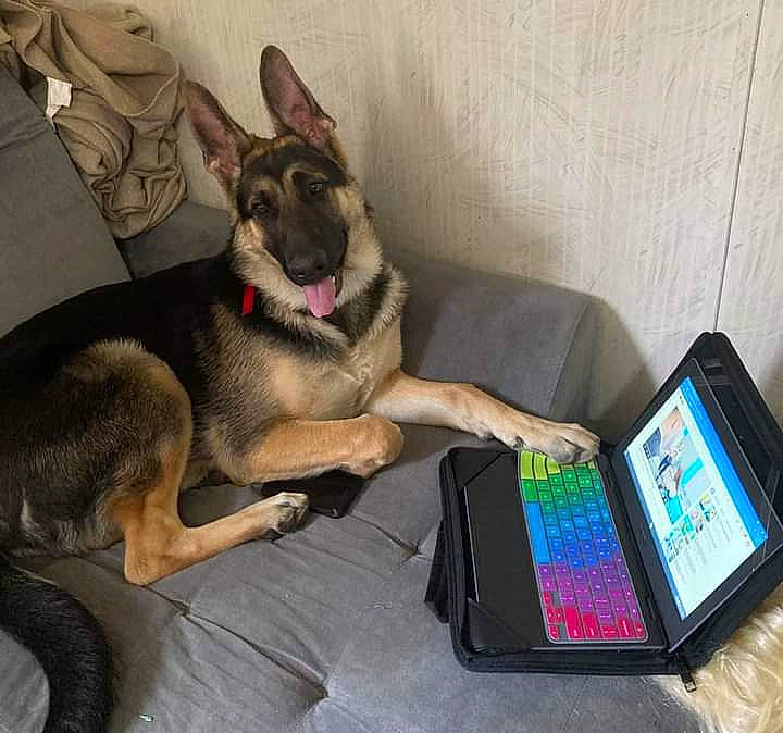 Winchester is registered to the contest to win money with this photo: carnivore, comfort, communication_device, companion_dog, dog, dog_breed, dog_supply, fawn, gadget, german_shepherd_dog, herding_dog, king_shepherd, mobile_device, office_supplies, old_german_shepherd_dog, personal_computer, portable_communications_device, snout, sporting_group, tablet_computer