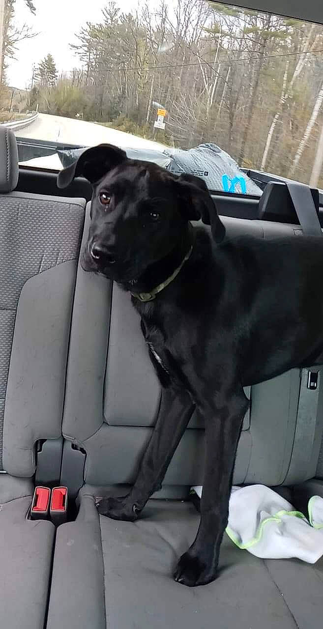 Gemma is registered to the contest to win money with this photo: auto_part, automotive_design, automotive_exterior, borador, canidae, car_seat, car_seat_cover, carnivore, comfort, companion_dog, dog, dog_breed, dog_collar, family_car, gun_dog, snout, sporting_group, vehicle, vehicle_door, working_animal