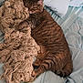 animal, bed, blanket, cat, comfort, cozy, cute, feline, fur, indoor, knitted_blanket, paws, pet, relaxed, resting, sleepy, soft, striped, tabby_cat, tail