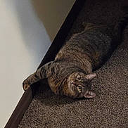 Miss Meow joined the competition — help win amazing prizes! cat, tabby_cat, carpet, indoor, pet, feline, lying_down, curious, paw, wall, floor, framed_picture, colorful_toys, cozy, home, animal, fur, whiskers, ears, relaxed