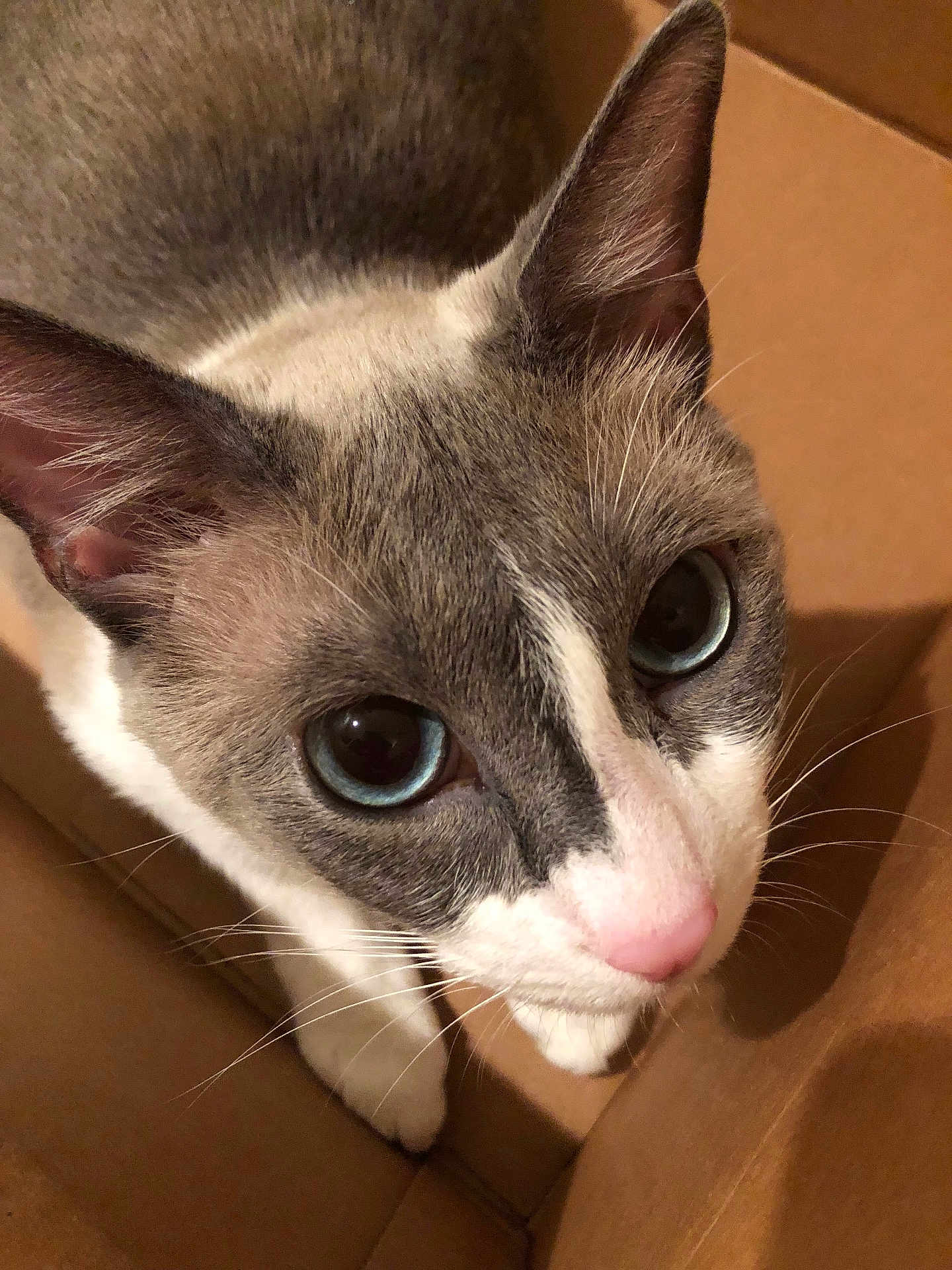Zooey is registered to the contest to win money with this photo: cat, blue_eyes, pink_nose, fur, whiskers, cardboard_box, close_up, pet, animal, curious, indoor, cute, feline, looking_up, ears, face, domestic_cat, portrait, soft_fur, tabby