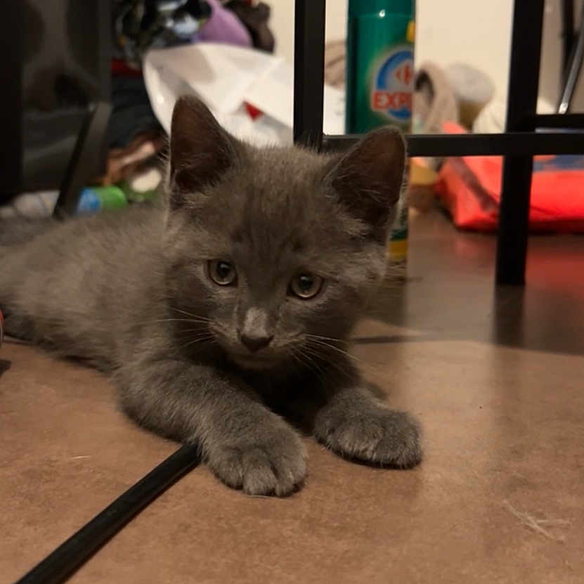 Molly a rejoint le concours — aidez-le/la à gagner de superbes lots ! animal, closeup, clutter, curious, cute, domestic_cat, eyes, feline, floor, furniture, gray_cat, household, indoor, kitten, lying_down, paws, pet, portrait, small, young_animal