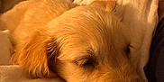 Gunner joined the competition — help win amazing prizes! puppy, dog, sleeping, bed, blanket, cozy, golden_retriever, fur, cute, resting, indoors, warm_light, closeup, pets, animal, soft, peaceful, comfort, relaxation, nap