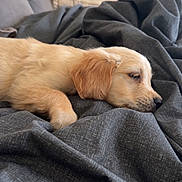 Gunner is registered to the contest to win money with this photo: puppy, dog, golden_retriever, sleeping, blanket, couch, indoor, pet, fur, resting, cozy, domestic_animal, young_dog, bedroom, home, animal, portrait, cute, relaxing, canine