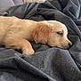 puppy, dog, golden_retriever, sleeping, blanket, couch, indoor, pet, fur, resting, cozy, domestic_animal, young_dog, bedroom, home, animal, portrait, cute, relaxing, canine