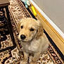 Gunner joined the competition — help win amazing prizes! puppy, dog, golden_retriever, indoor, carpet, rug, toy, wood_floor, table, cute, pet, animal, young, playful, small, adorable, fur, sitting, looking_up, home