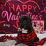 King joined the competition — help win amazing prizes! animal, black_dog, cute, decorations, dog, festive, fluffy_rug, french_bulldog, gift_bag, heart, holiday, indoors, love, neon_sign, pet, plaid, portrait, red_sweater, tinsel, valentines_day