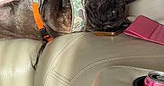 King joined the competition — help win amazing prizes! person, dog, couch, leather, harness, orange_strap, tattoo, phone_case, cup_holder, soda_can, relaxed, petting, indoor, casual, black_dog, camouflage, affection, wood_floor, expression, comfortable