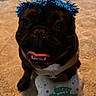 King is registered to the contest to win money with this photo: dog, birthday_hat, toy, bone_shaped_toy, floor, patterned_floor, celebration, pet, black_dog, happy, tongue_out, indoor, party, costume, canine, animal, cute, festive, smiling, birthday