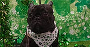 King joined the competition — help win amazing prizes! animal, bandana, black_dog, celebration, clover, cute, decoration, dog, festive, french_bulldog, grass, green, holiday, indoor, leash, pet, portrait, shamrock, sitting, st_patricks_day