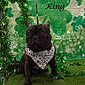 King joined the competition — help win amazing prizes! dog, french_bulldog, bandana, green, shamrock, clover, grass, holiday, st_patricks_day, decoration, festive, pet, portrait, cute, black_dog, animal, leash, sitting, indoor, celebration