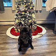 King is registered to the contest to win money with this photo: dog, french_bulldog, christmas_tree, holiday, decorations, indoor, floor, window, curtains, lights, ornaments, tree_skirt, pet, animal, canine, festive, seasonal, cozy, home, black_dog