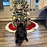 dog, french_bulldog, christmas_tree, holiday, decorations, indoor, floor, window, curtains, lights, ornaments, tree_skirt, pet, animal, canine, festive, seasonal, cozy, home, black_dog