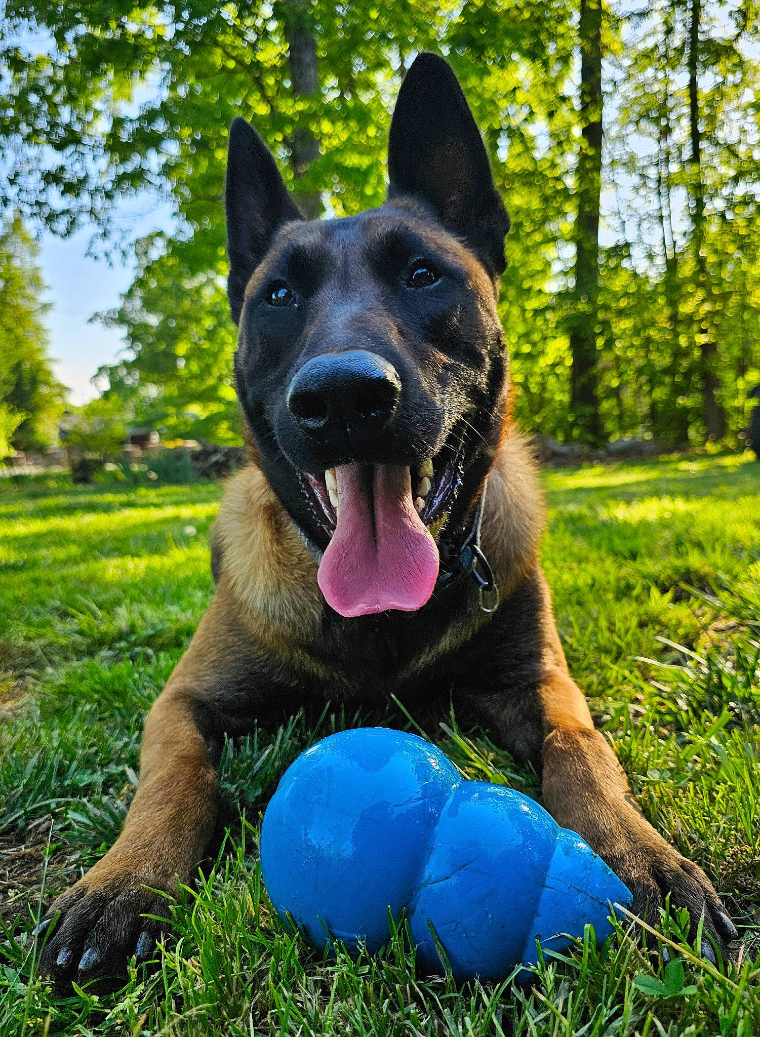 Boone is registered to the contest to win money with this photo: bicycle, canidae, carnivore, companion_dog, dog, dog_breed, dog_supply, east_european_shepherd, electric_blue, grass, guard_dog, herding_dog, king_shepherd, plant, snout, sporting_group, terrestrial_animal, tree, working_dog