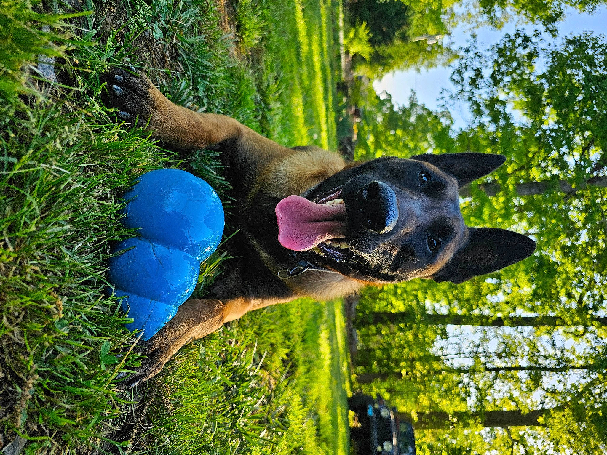 Boone joined the competition — help win amazing prizes! art, automotive_wheel_system, botany, dog, electric_blue, fun, garden, grass, lawn_ornament, leaf, leisure, organism, plant, recreation, sculpture, sky, tree, trunk