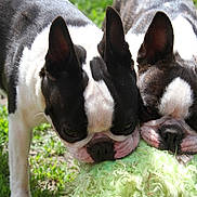 Sully And Vergie joined the competition — help win amazing prizes! dog, boston_terrier, pet, animal, playing, toy, green, grass, outdoor, closeup, face, ears, cute, fur, mouth, tug_of_war, nature, daylight, two_dogs, friendship