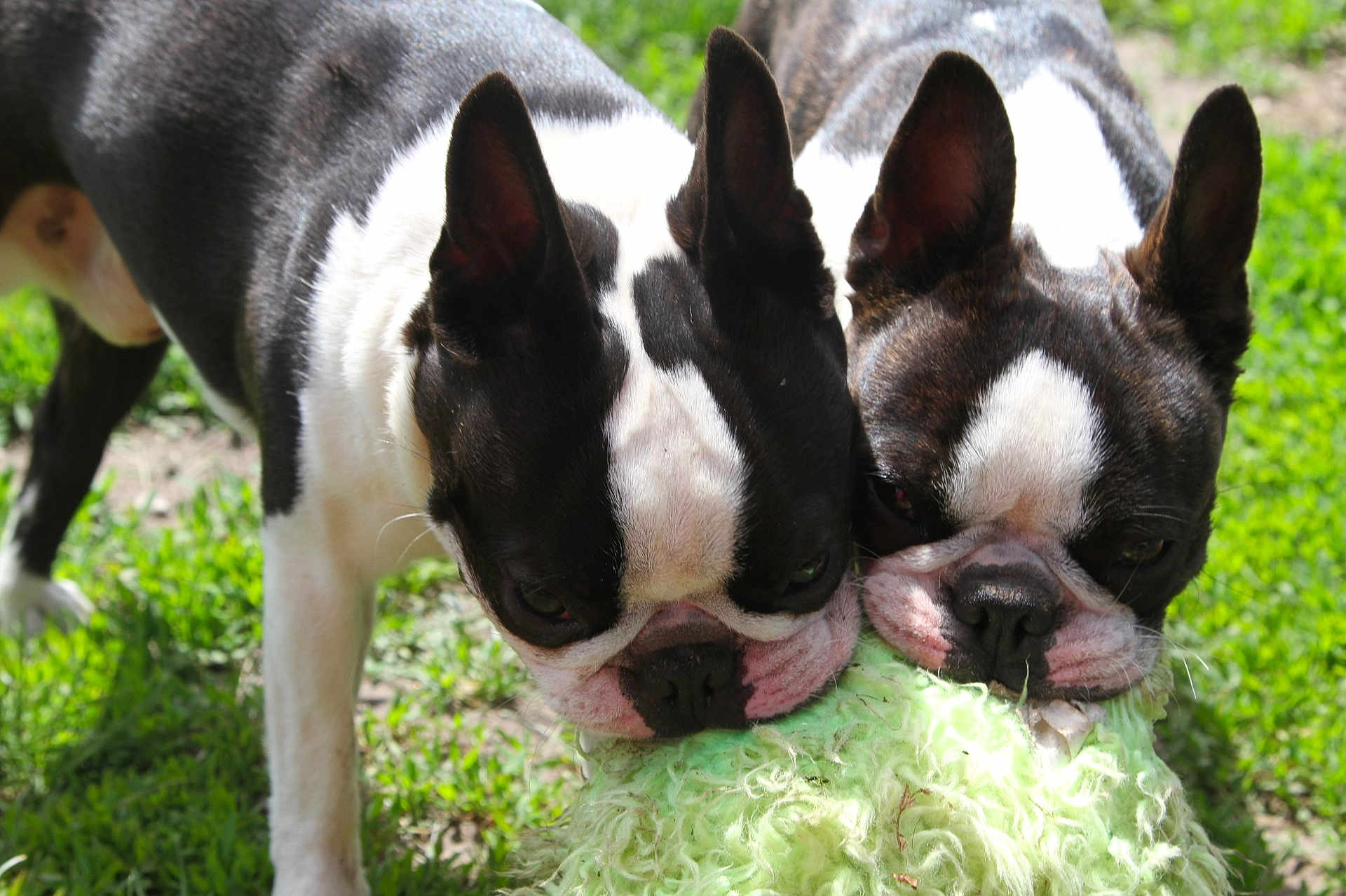 Sully And Vergie