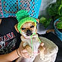 accessories, animal, baby, bracelet, canine, cap, chihuahua, clothing, dog, face, hat, head, jewelry, leaf, person, pet, photography, plant, portrait, puppy