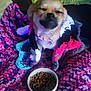 animal, blanket, bowl, canine, dog, face, flower, food, head, herbal, herbs, hound, person, pet, photography, plant, portrait, produce, puppy, purple