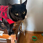 Sigma is registered to the contest to win money with this photo: animal, black_cat, cables, cat, close_up, curious, domestic_animal, ears, floor, food_bowl, furniture, indoor, indoor_lighting, pet, red_sweater, sweater, table, wall, whiskers, wooden_table
