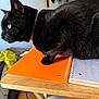 animal, background, black_cat, cat, closeup, clutter, curious, domestic, feline, fur, green_eyes, home, indoor, notebook, orange_folder, perched, pet, side_view, table, wooden_table