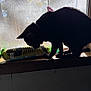Sigma joined the competition — help win amazing prizes! animal, black_cat, cat, collar, curious, daylight, domestic_animal, feline, fish_toy, indoor, pet, playful, quiet, resting, shadow, silhouette, sunlight, toy, window_screen, windowsill