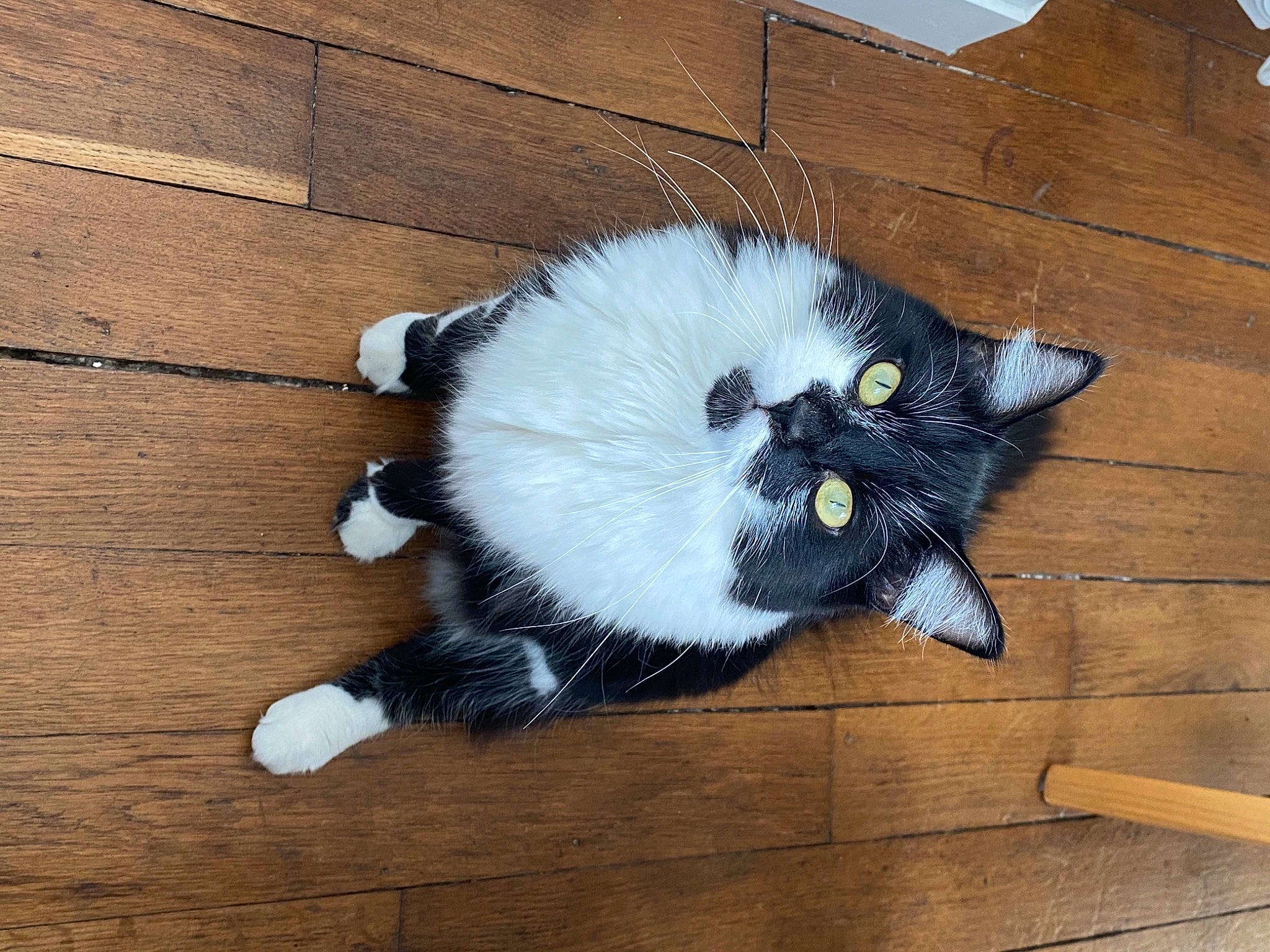 Aldo participe au concours pour gagner de l'argent avec cette photo : carnivore, cat, domestic_short_haired_cat, eye, felidae, flooring, fur, grey, hardwood, paw, plank, sitting, small_to_medium_sized_cats, snout, tail, whiskers, window, wood, wood_flooring, wood_stain