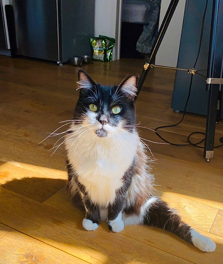Aldo participe au concours pour gagner de l'argent avec cette photo : carnivore, cat, claw, domestic_short_haired_cat, felidae, floor, flooring, fur, hardwood, laminate_flooring, paw, sitting, small_to_medium_sized_cats, snout, tail, varnish, whiskers, wood, wood_flooring, wood_stain
