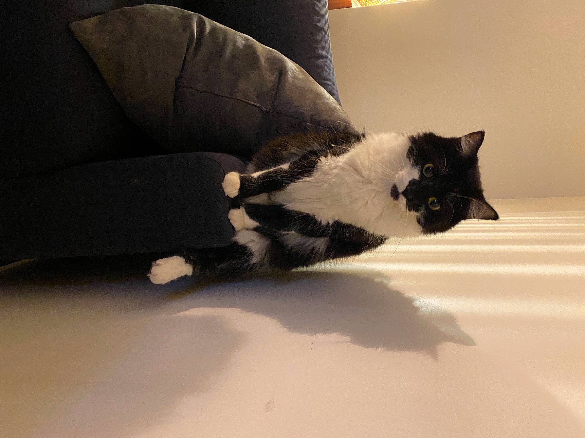 Aldo a rejoint le concours — aidez-le/la à gagner de superbes lots ! carnivore, cat, comfort, couch, felidae, flooring, foot, fur, hardwood, human_body, human_leg, knee, linens, small_to_medium_sized_cats, snout, tail, thigh, tints_and_shades, whiskers, wood