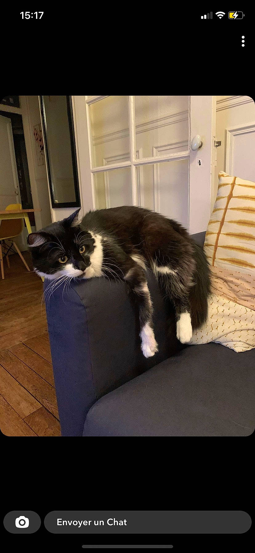 Aldo participe au concours pour gagner de l'argent avec cette photo : carnivore, cat, cat_supply, comfort, couch, domestic_short_haired_cat, door, felidae, flooring, fur, furniture, hardwood, interior_design, living_room, room, small_to_medium_sized_cats, tail, tints_and_shades, whiskers, wood