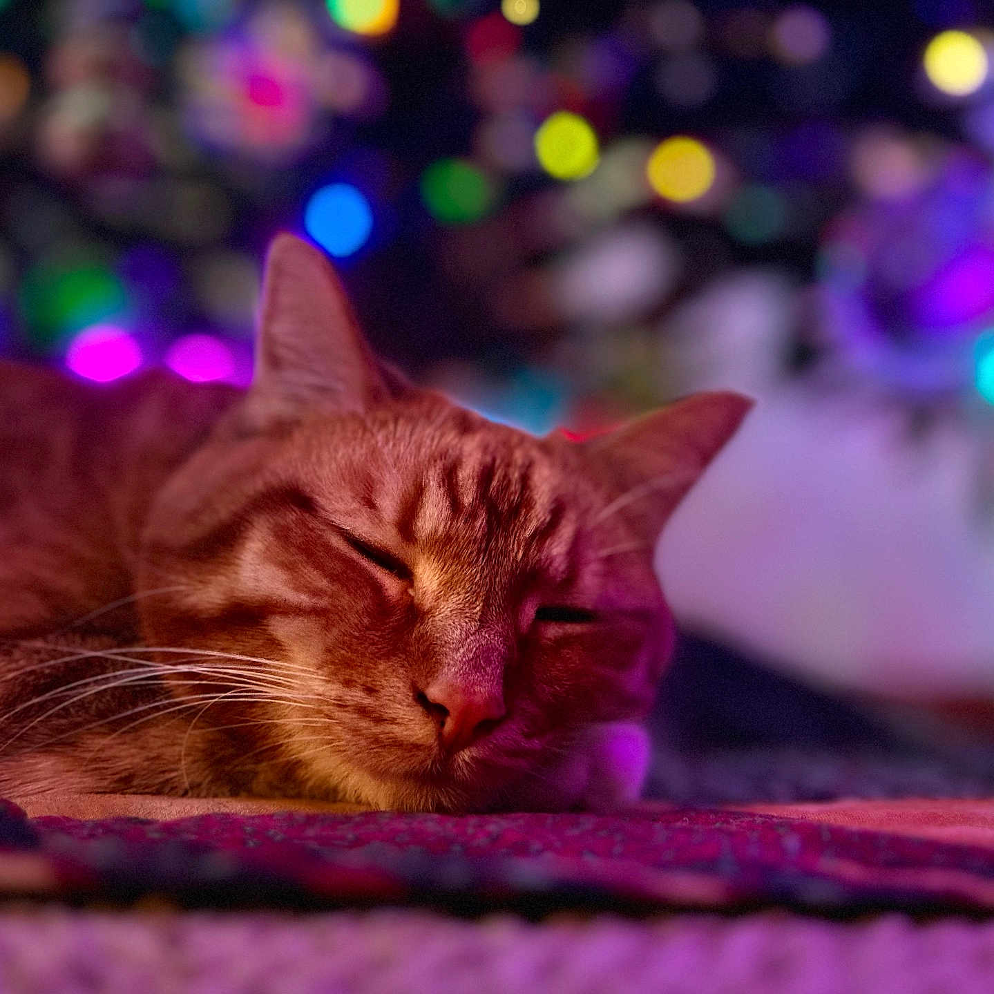 Pickles is registered to the contest to win money with this photo: animal, blurred_background, bokeh, cat, close_up, colorful_lights, cozy, cute, domestic_cat, fur, indoor, mammal, peaceful, pet, relaxation, resting, sleeping, soft_texture, tabby, whiskers