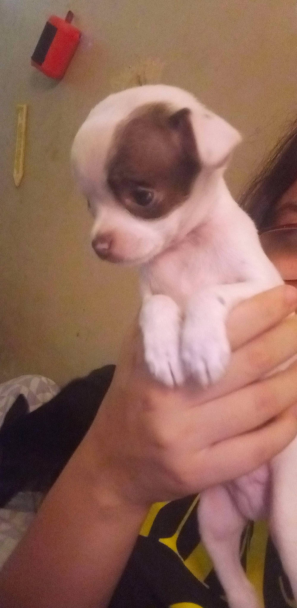 Mr. Moo joined the competition — help win amazing prizes! canidae, carnivore, claw, companion_dog, dog, dog_breed, ear, fawn, finger, fur, gesture, hand, nail, snout, sporting_group, terrestrial_animal, thumb, toy_dog, whiskers, working_animal