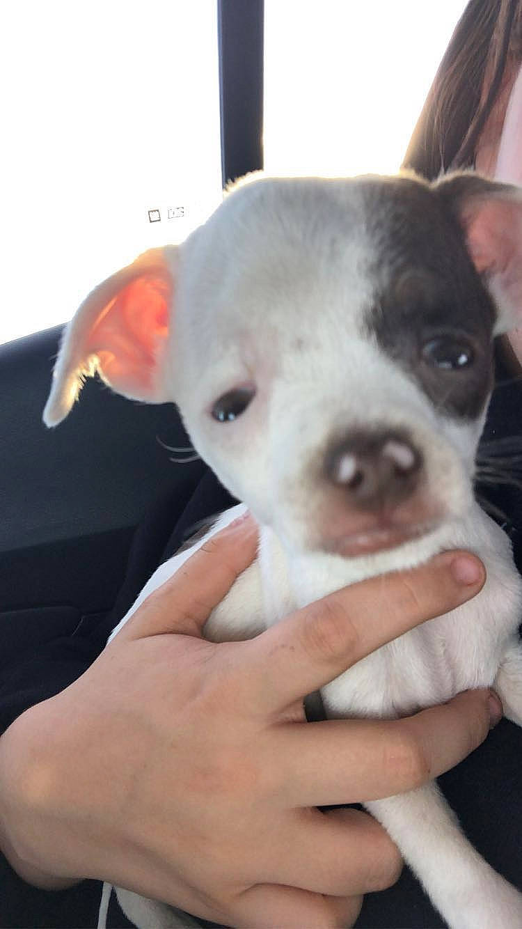 Mr. Moo joined the competition — help win amazing prizes! canidae, carnivore, collar, companion_dog, dog, dog_breed, ear, eyelash, fawn, finger, fur, gesture, hand, nail, snout, terrestrial_animal, thumb, toy_dog, whiskers, working_animal