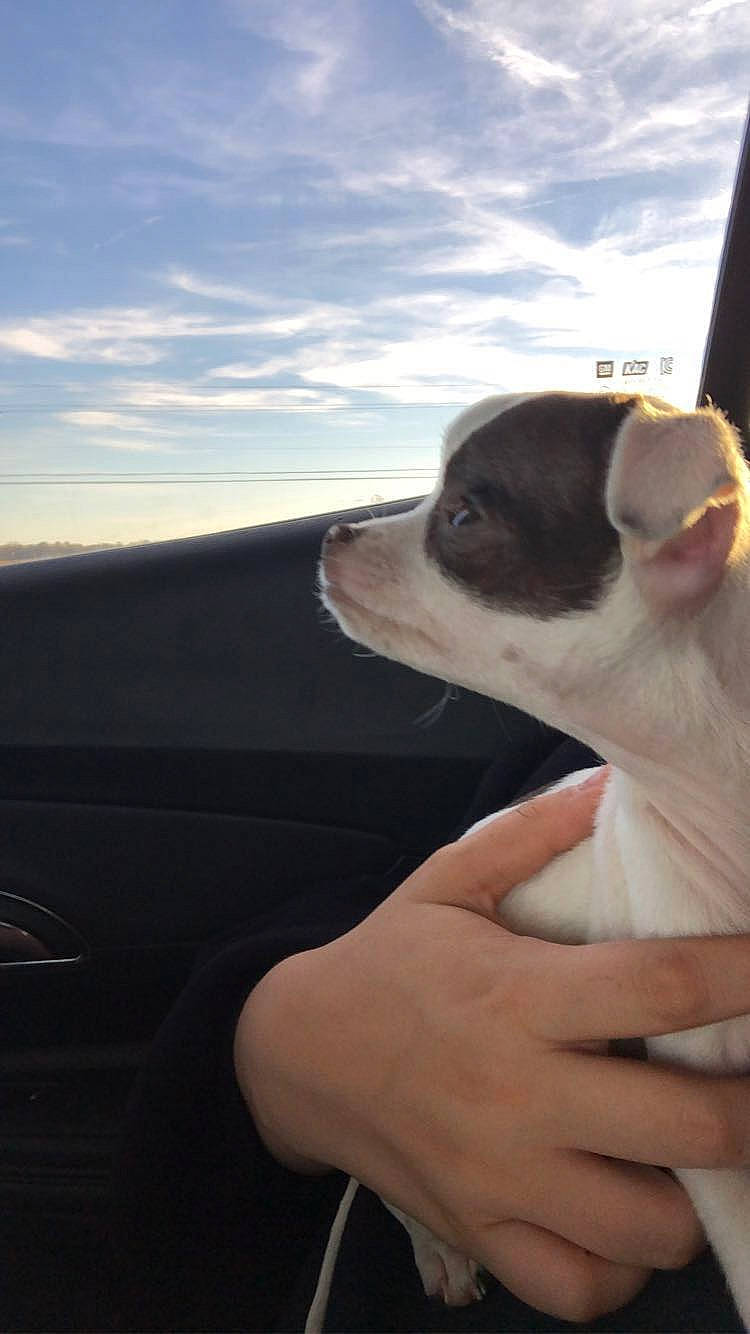 Mr. Moo is registered to the contest to win money with this photo: auto_part, automotive_exterior, canidae, carnivore, cloud, companion_dog, dog, dog_breed, fawn, hood, nail, sky, snout, sporting_group, terrestrial_animal, toy_dog, vehicle_door, window, windshield, working_animal